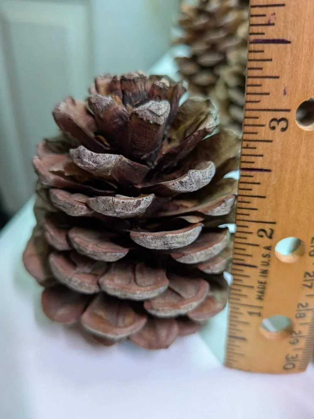 40 Extra Thick Natural Real Pinecones 3